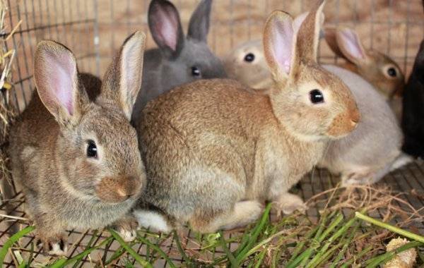 Можно ли кроликам помидоры, ботву от моркови, свеклу (красную, кормовую, сахарную), огурцов, картошку