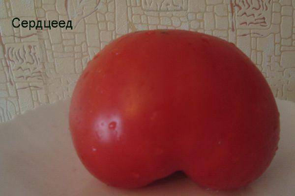 Богатый урожай помидор в вашей теплице — описание сорта томата «неразлучные сердца»