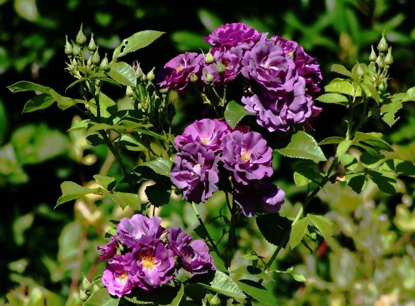 Роза «блю парфюм»: описание, фото, посадка и выращивание голубой розы