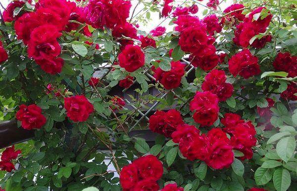 Роза фламентанц: описание сорта, посадка, уход
