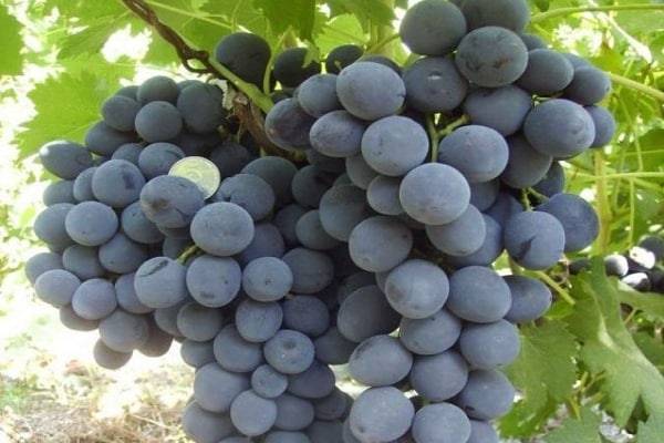 Сфинкс – ранний сорт винограда для дачников-новичков