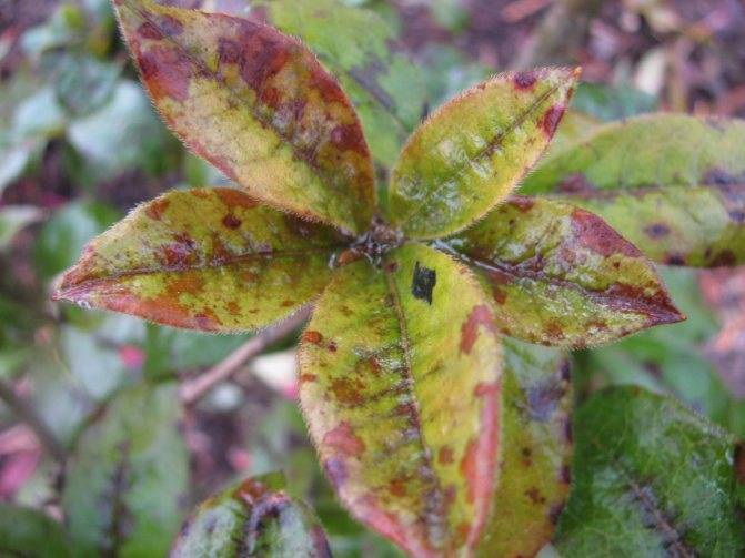 Ржавчина растений – признаки болезни и способы борьбы с ней
