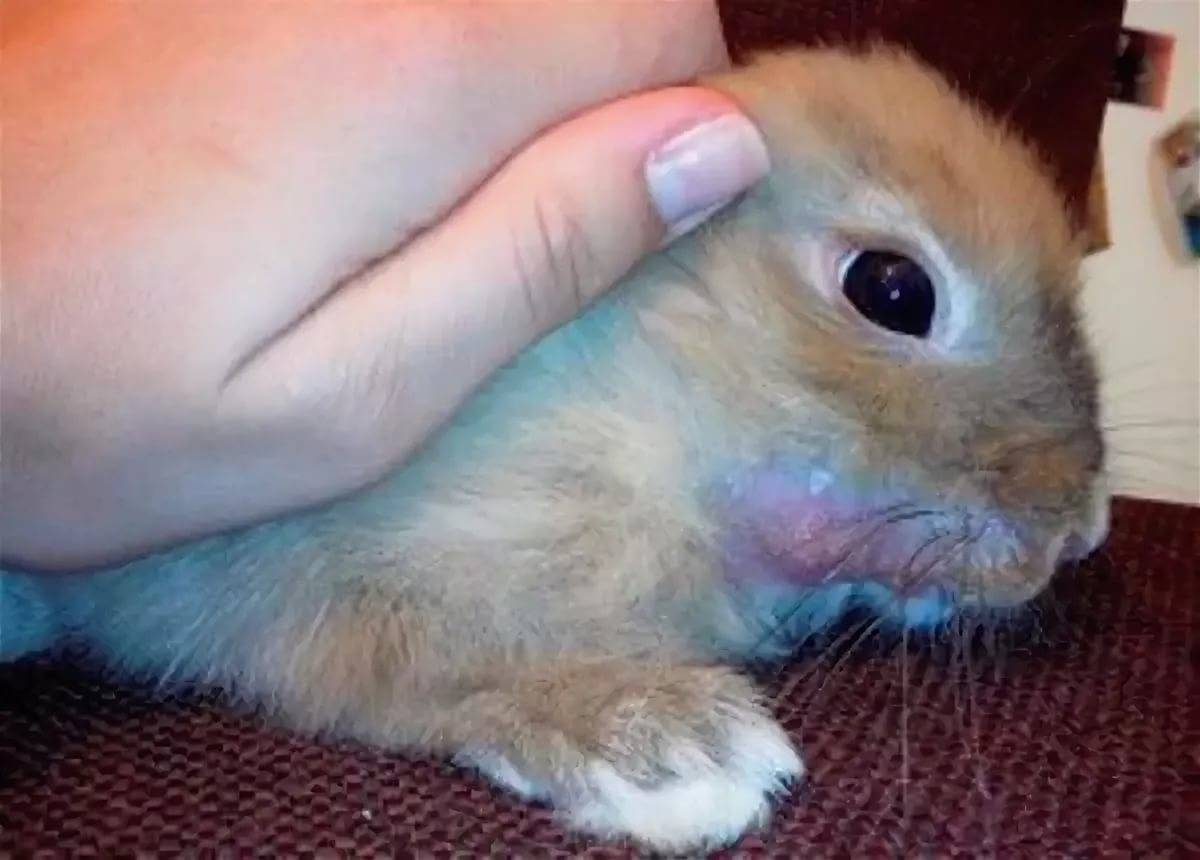 Болезни кроликов: методы их лечения и профилактики