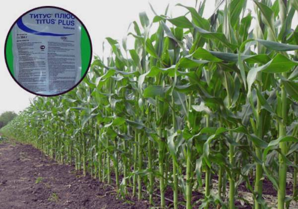 Особенности применения гербицидов на кукурузе от однодольных сорняков
