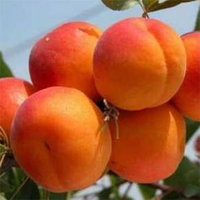 Шарафуга: описание и фото гибрида персика, сливы и абрикоса