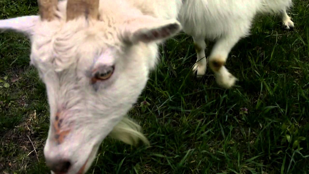 Как доить козу после окота?