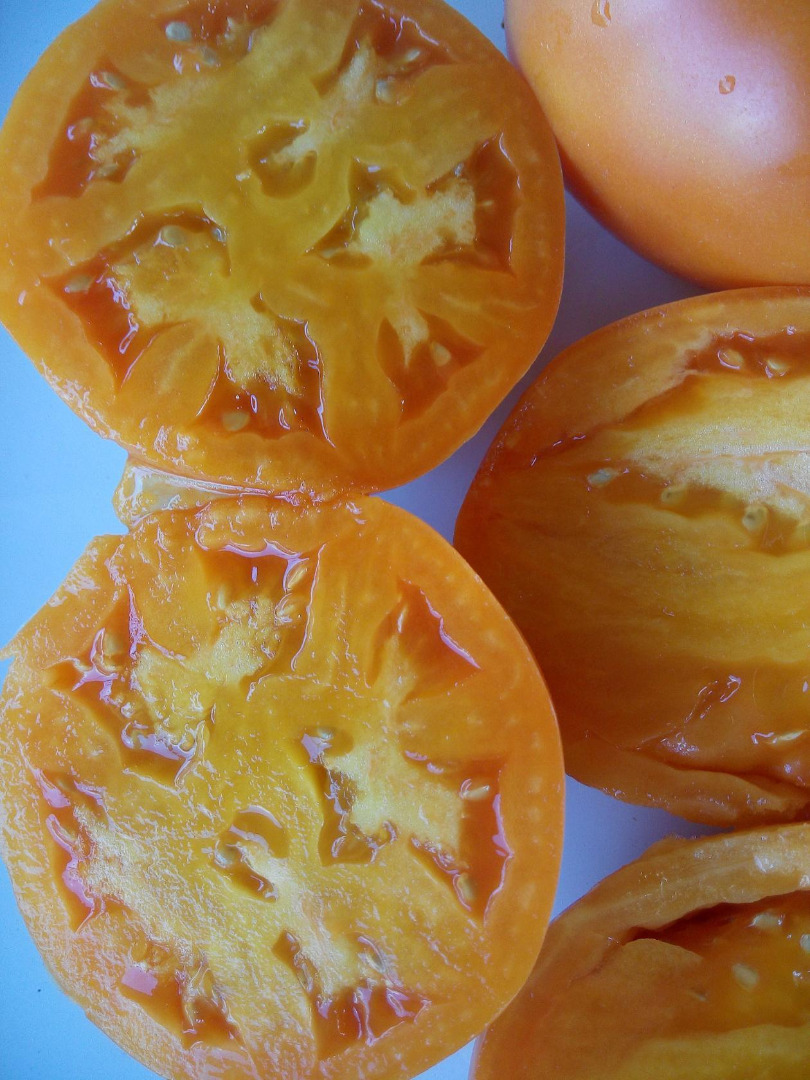 Описание сорта томата южный загар: урожайность и особенности выращивания