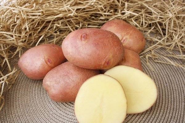 Картофель журавушка характеристика