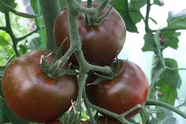 Томаты биф: лучшие сорта и правила выращивания