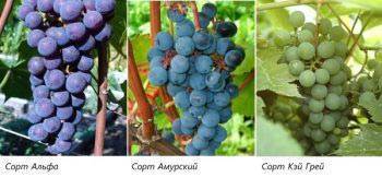Описание винограда сорта Таежный, правила посадки и ухода