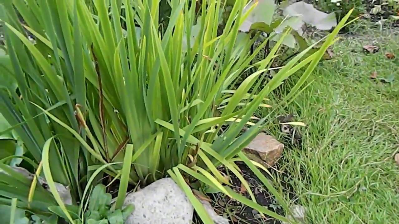 Газонная трава: способы посадки газона