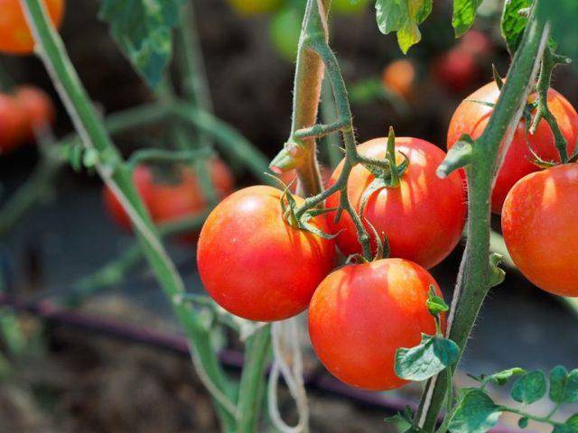 Сорт томата «белле f1»: описание, характеристика, посев на рассаду, подкормка, урожайность, фото, видео и самые распространенные болезни томатов