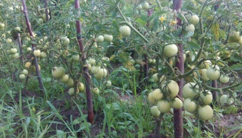 Как вырастить крепкую и хорошую рассаду томатов
