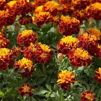 Полюбуйтесь на широчайшее разнообразие бархатцев! названия и фото популярных сортов цветка