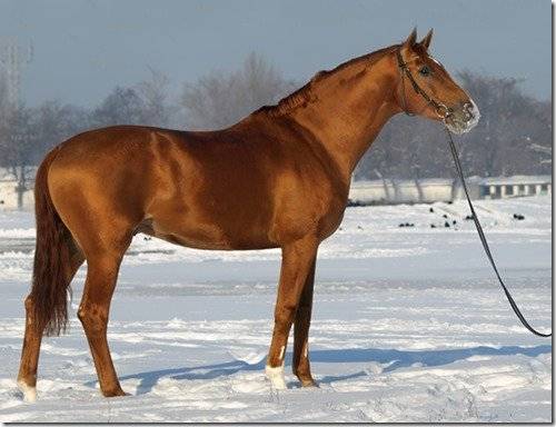 Буденновская порода лошадей — характер и характеристики
