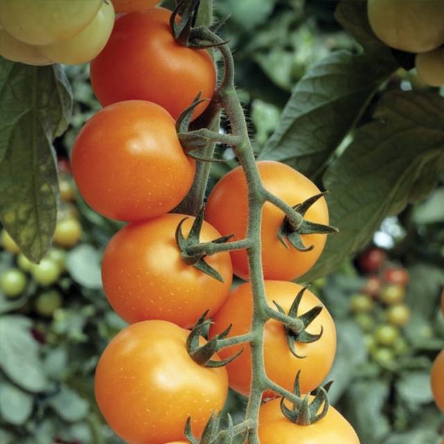 Для теплиц и открытого грунта: томат мадейра