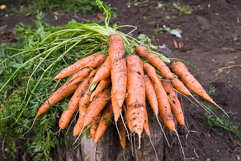 Что делать, если не взошла морковь, как быстро ускорить прорастание