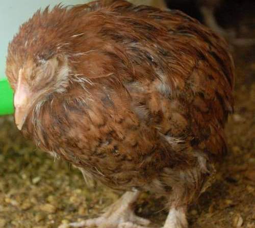 Как лечится кокцидиоз у цыплят?