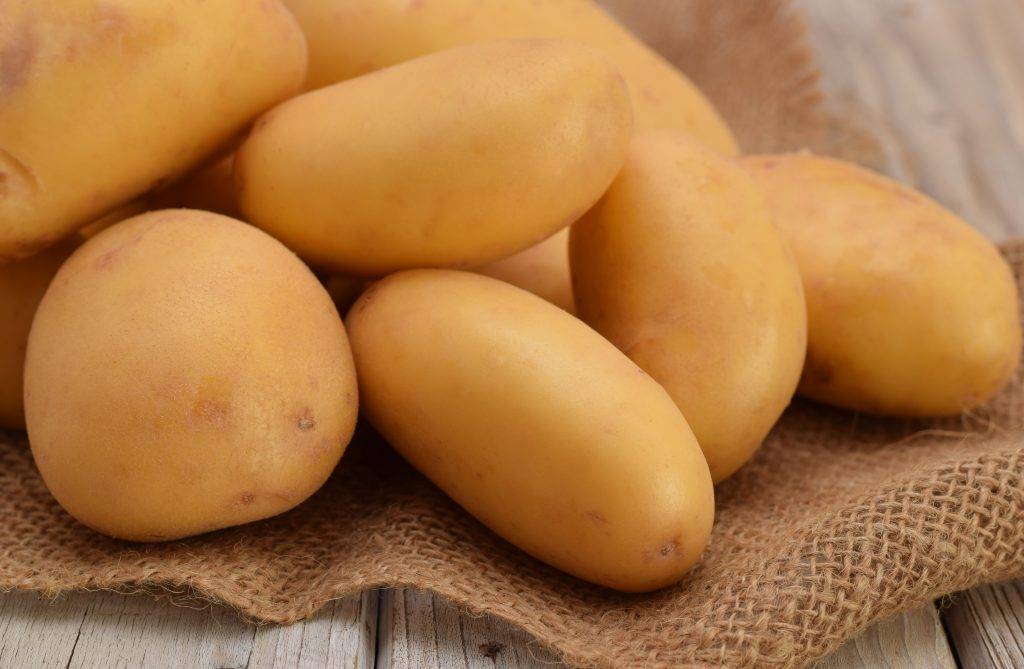 Картофель сорта гулливер: описание, особенности выращивания, отзывы