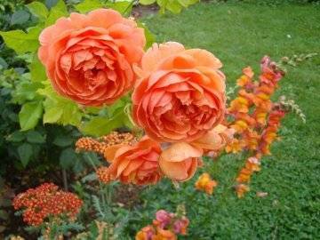 Пионовидные розы — обзор сортов и особенности выращивания