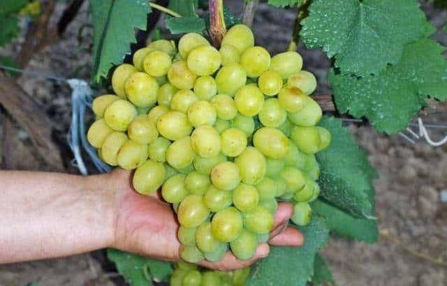 Виноград галахад: описание сорта, фото, выращивание, отзывы