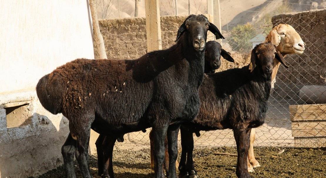 Самая крупная овца в мире – гиссарская