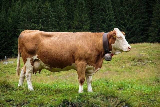 Комолая корова: описание породы, преимущества, правила содержания