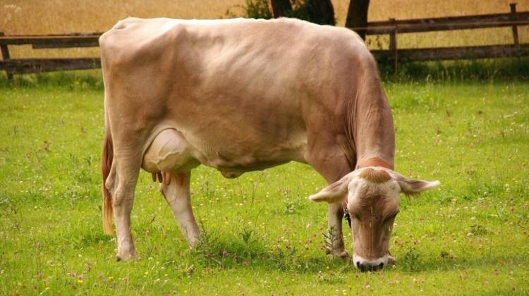 Характеристика холмогорской породы коров