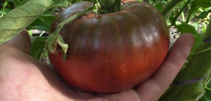 Чёрный крым — урожайный темнокожий томат, совершивший кругосветку