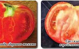 Фитоплазмоз томатов лечение