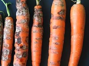 Как бороться с болезнями и вредителями на моркови при выращивании: эффективные способы и средства