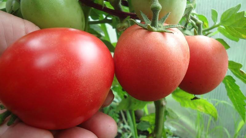 Смородинолистный томат: особенности сорта