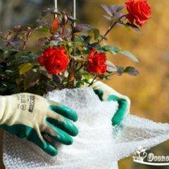Как обрезать розы осенью, чтобы они отблагодарили буйным цветением?