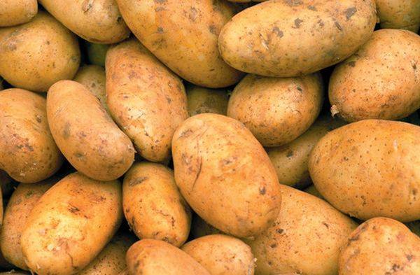 Устойчивый и высокоурожайный картофель «кардинал»: описание сорта, фото, характеристика
