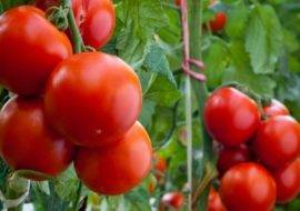 Урожайность с характеристиками и описанием сорта томата Кострома