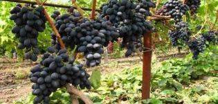 Виноград «ляна» — сорт с высокой засухоустойчивостью