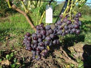 Сорт винограда «авраам» описание с фото и видео