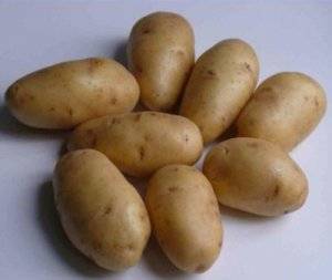 Картофель импала: описание и характеристика с фото, отзывы