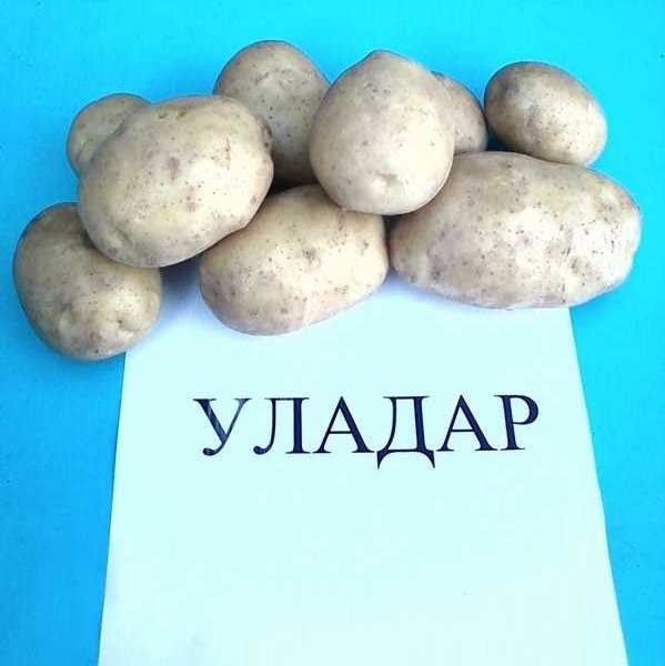 Описание сорта картофеля уладар — особенности выращивания