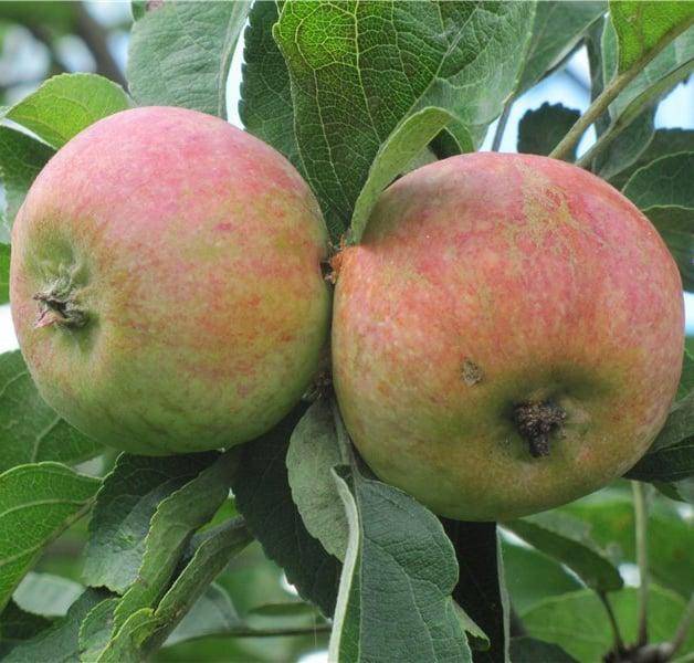 Описание и характеристики сорта яблонь Коробовка, посадка, выращивание и уход