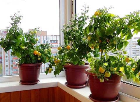 Выращивание комнатных помидоров в домашних условиях в квартире
