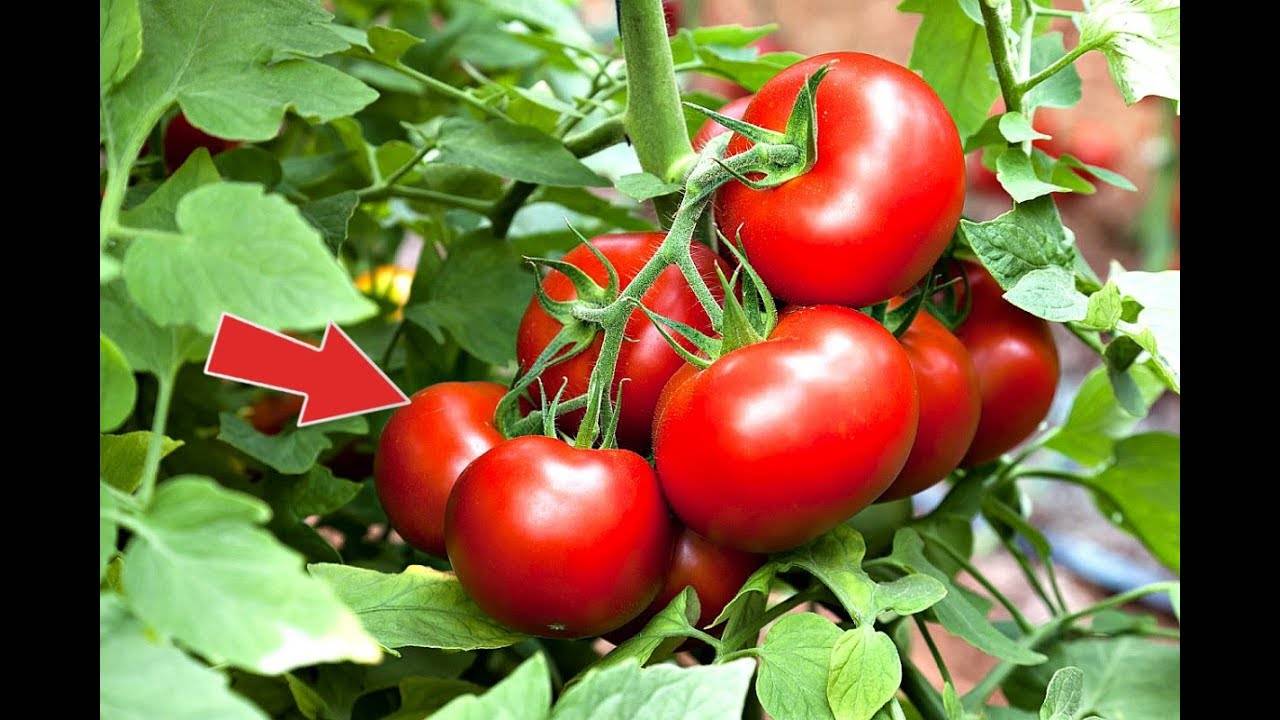 Санька: популярный сорт ранних томатов. секреты высокой урожайности