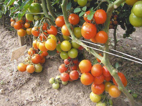 Выращивание томата орлиный клюв