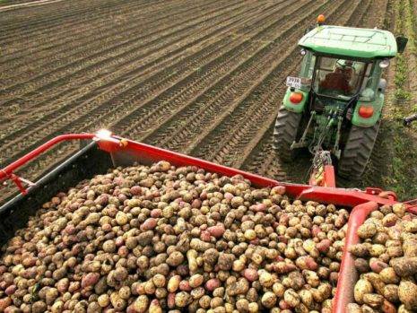 Сеникация и десикация картофеля: как и когда проводить, отзывы
