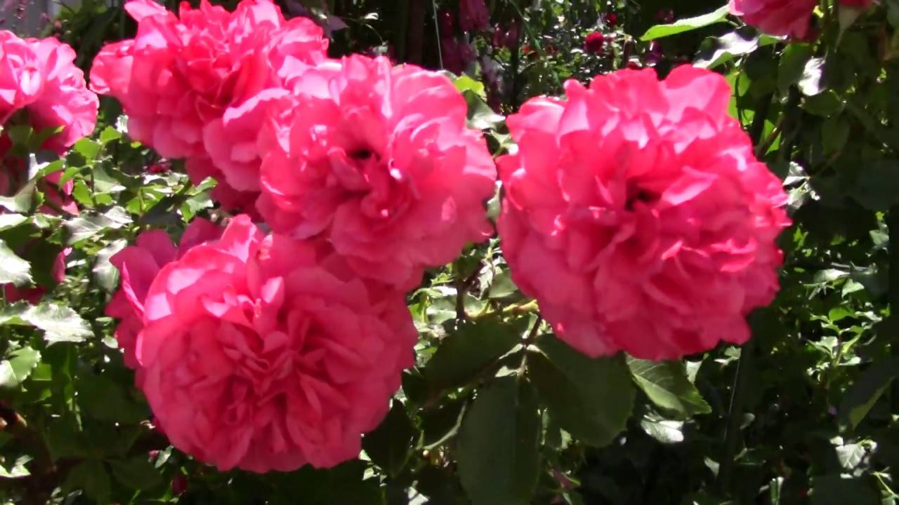 Сорт плетистой розы «розариум ютерсен»