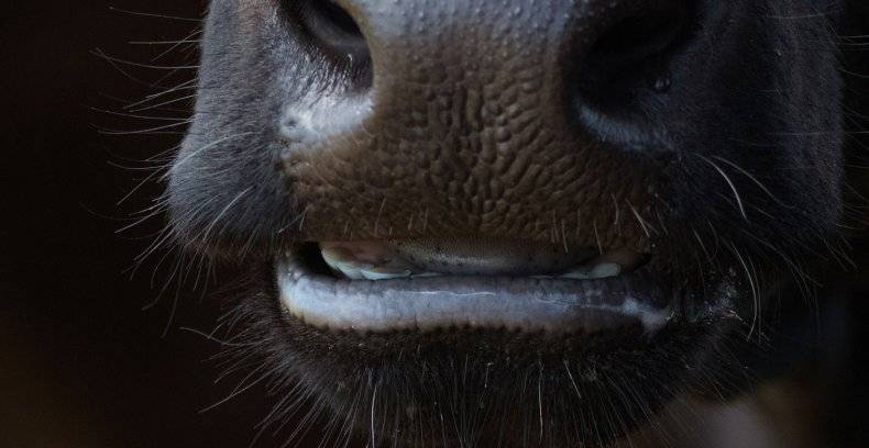 Почему теленок скрежет зубами
