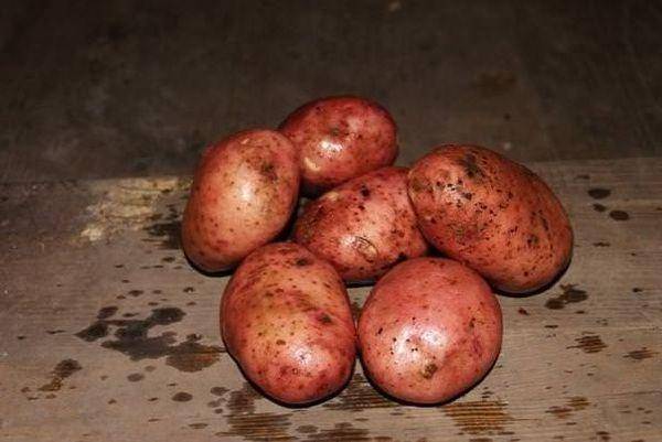 Среднеспелый сорт картофеля рябинушка с розоватым цветом кожуры