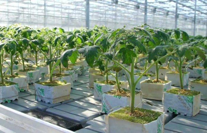 Технология  выращивания помидоров на гидропонике, лучшие сорта и удобрения