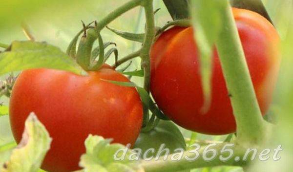 Сорт томатов самара — характеристика и особенности выращивания