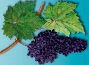 Как определить спелость винограда на кусту. что нужно помнить о созревании ягод?